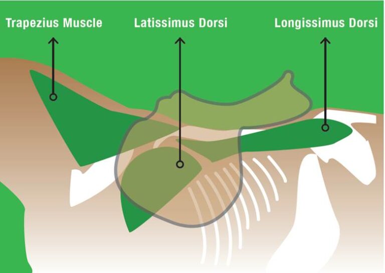 Equine Topline Nutrition at the core