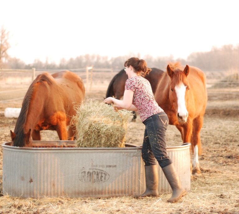 woman feeding horses hay