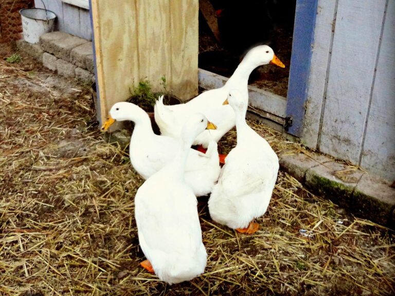 ducks at a barn