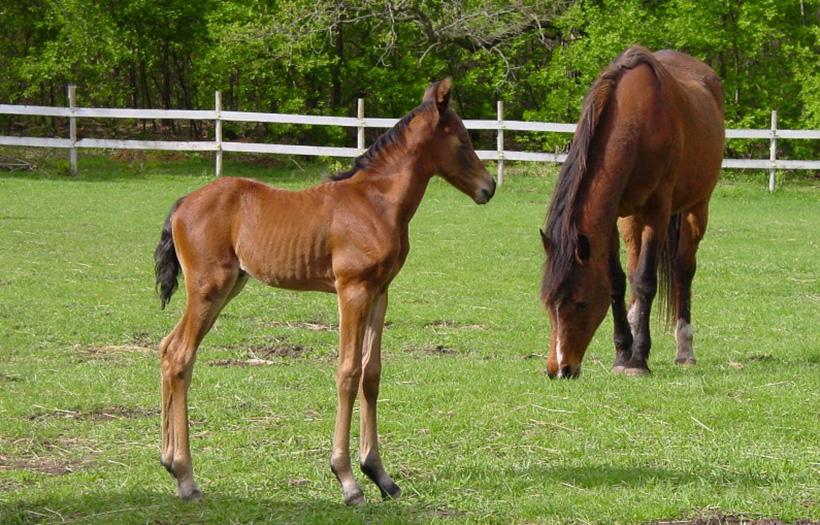 colt and mare in green pasture