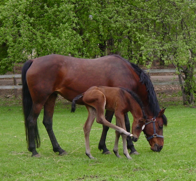 Mare and foal in grass pasture