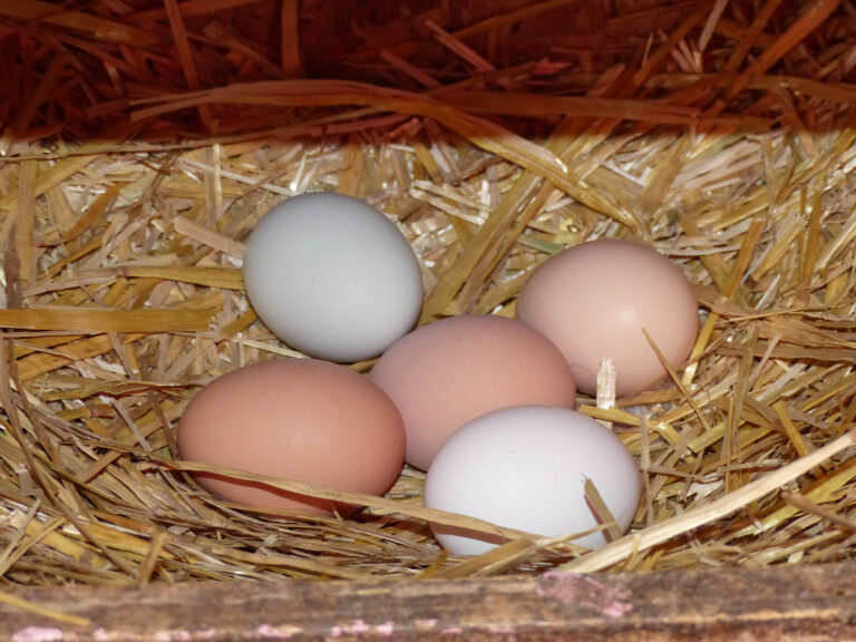 five eggs in a nest