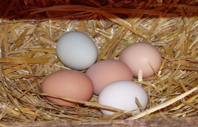eggs in nesting box