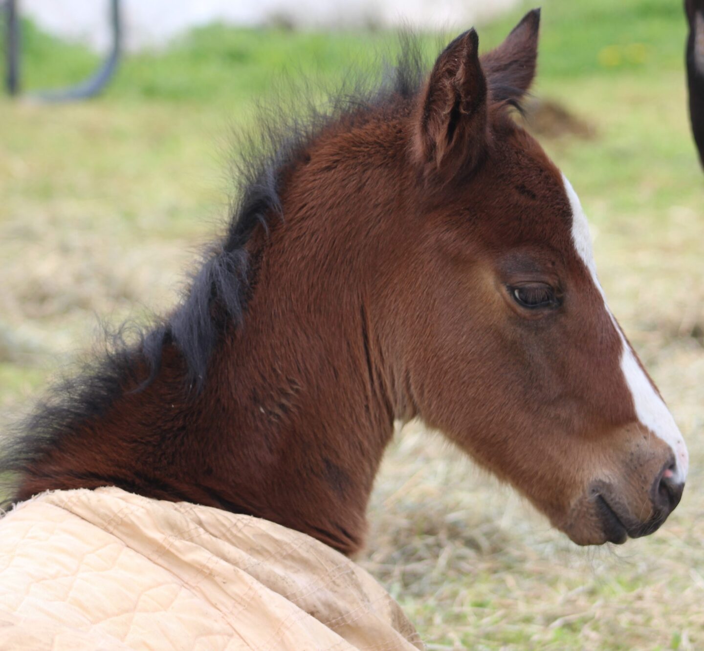 foal in blanket