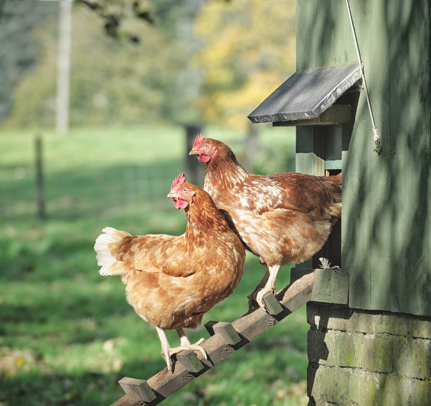 hens-ladder-coop