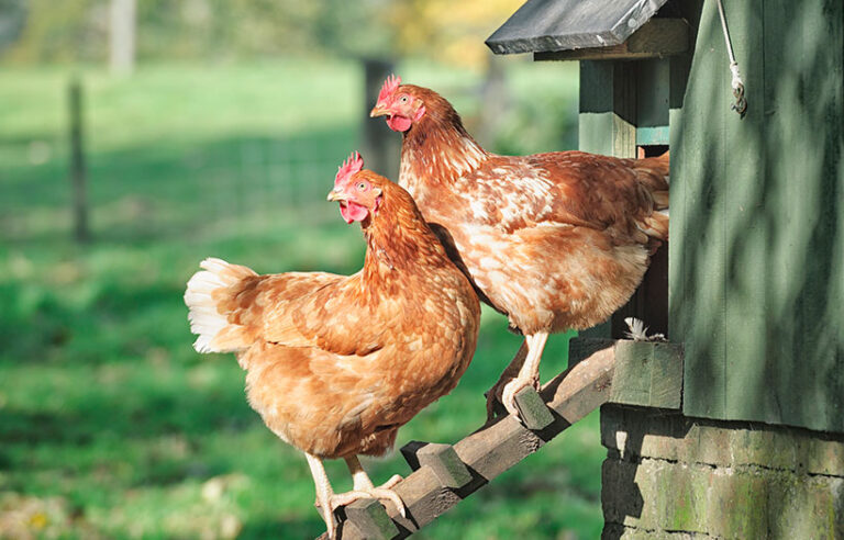 hens ladder coop