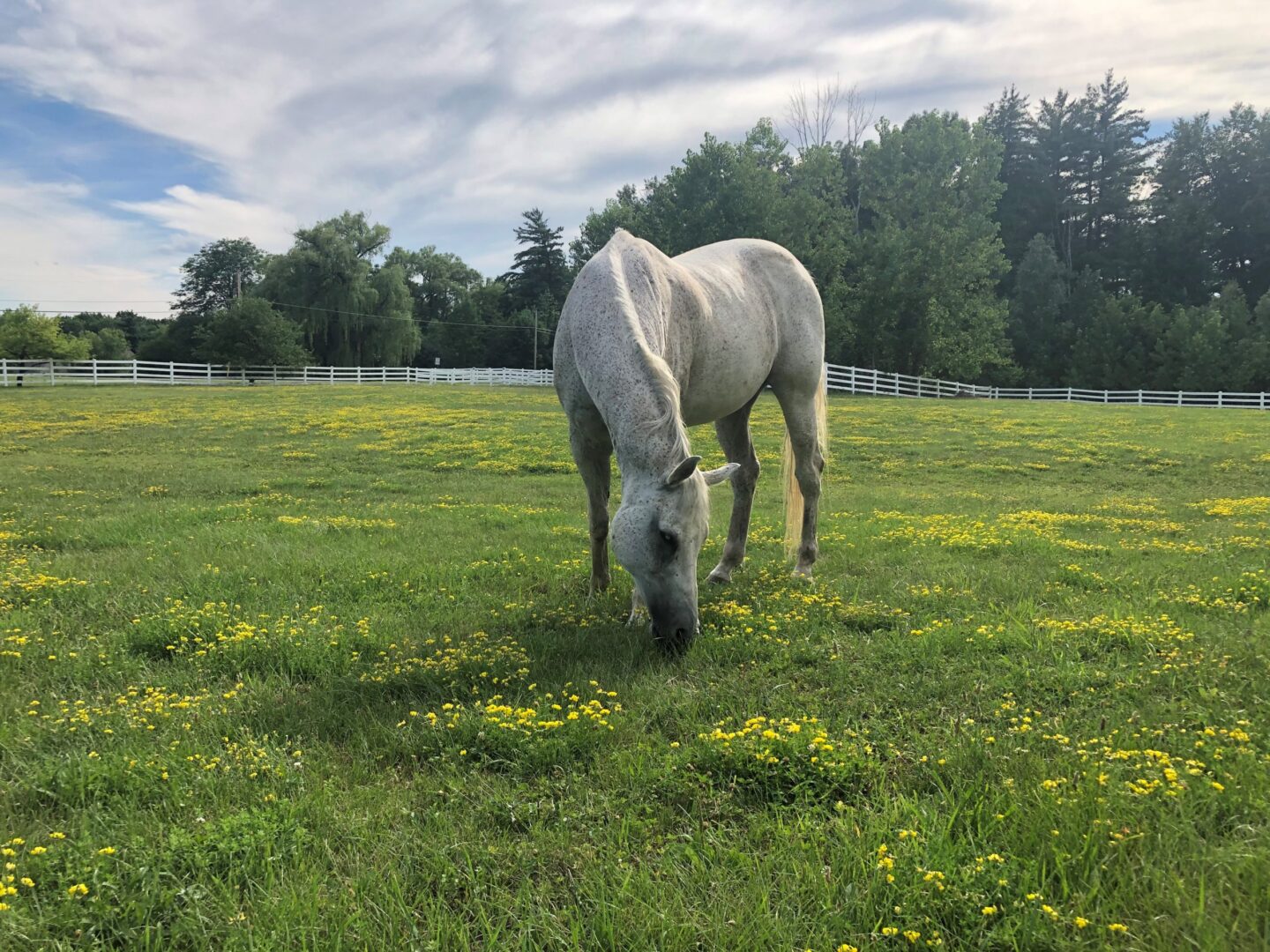 Gray Senior Horse Grazing