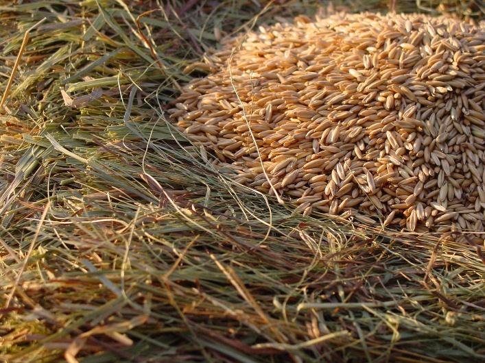 Hay and oat grain