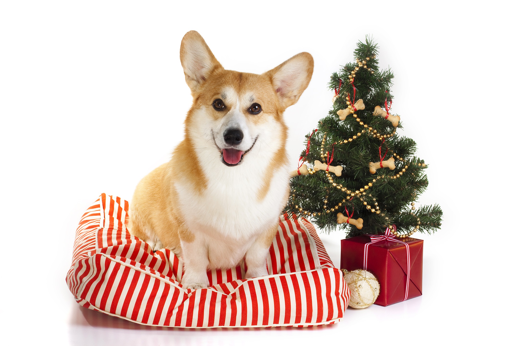 corgi dog sitting by a Christmas tree