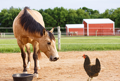 horse and chicken