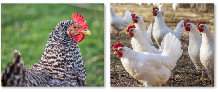 barred rock and leghorn hens