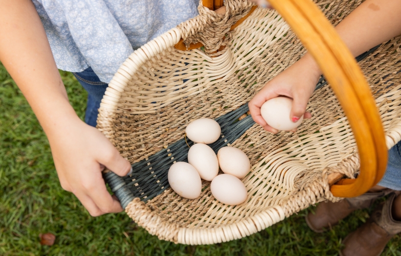 fresh eggs in a basket