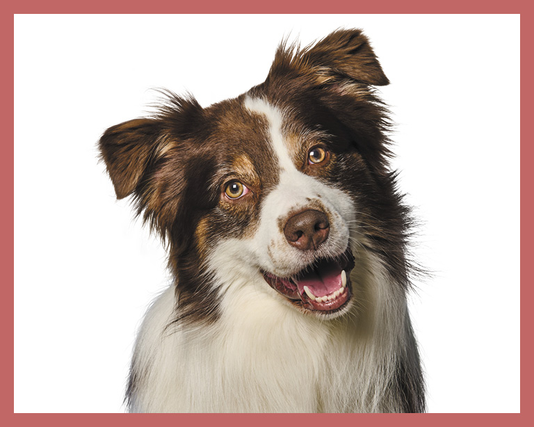 Red Tri-Color Australian Shepherd Dog