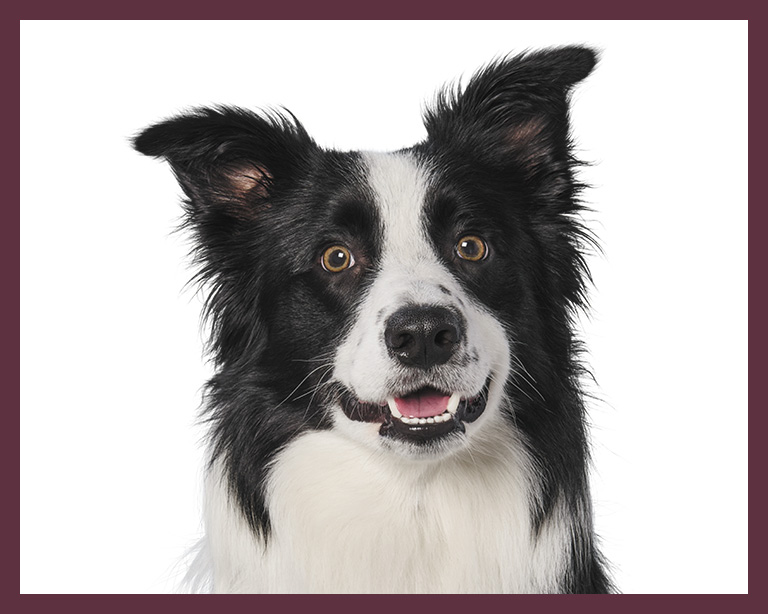 Border Collie Dog