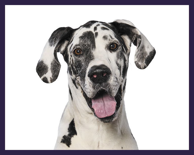 Great Dane Dog