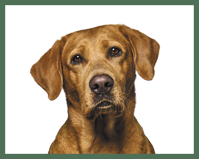 Lab Retriever dog
