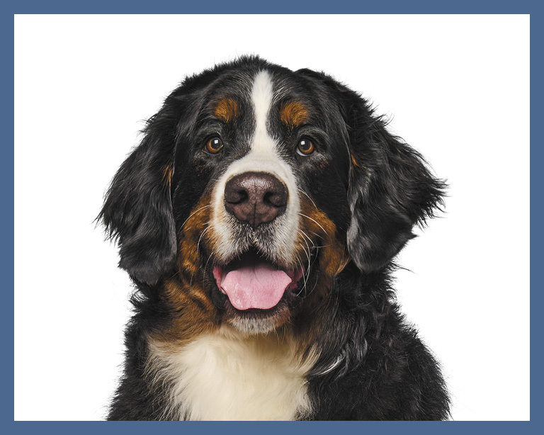 Saint Bernese Mountain Dog