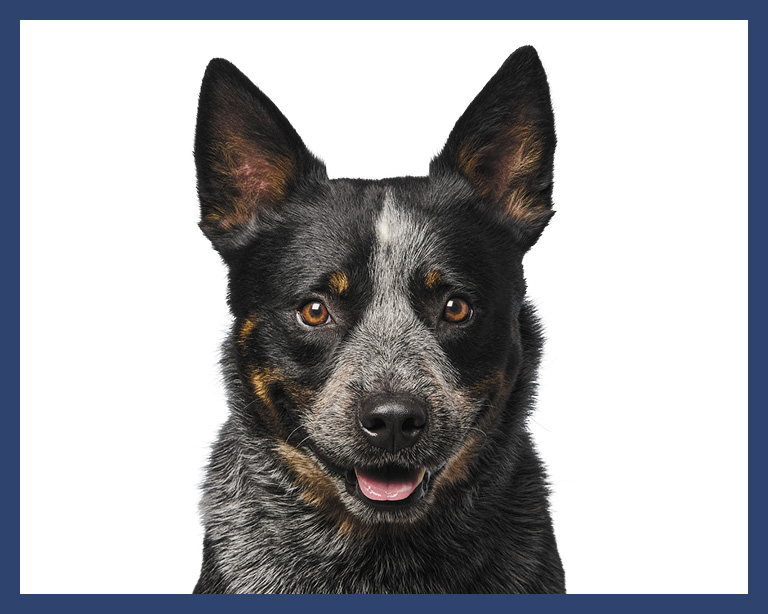 Blue Heeler Dog