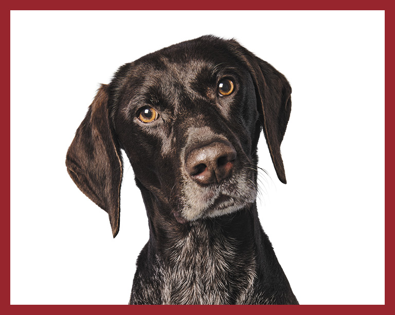 German Shorthaired Pointer Dog