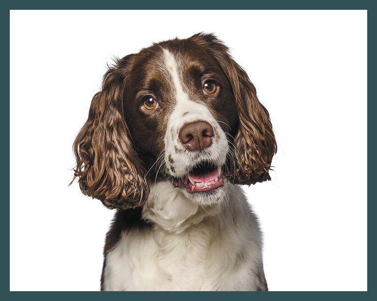 English springer spaniel dog