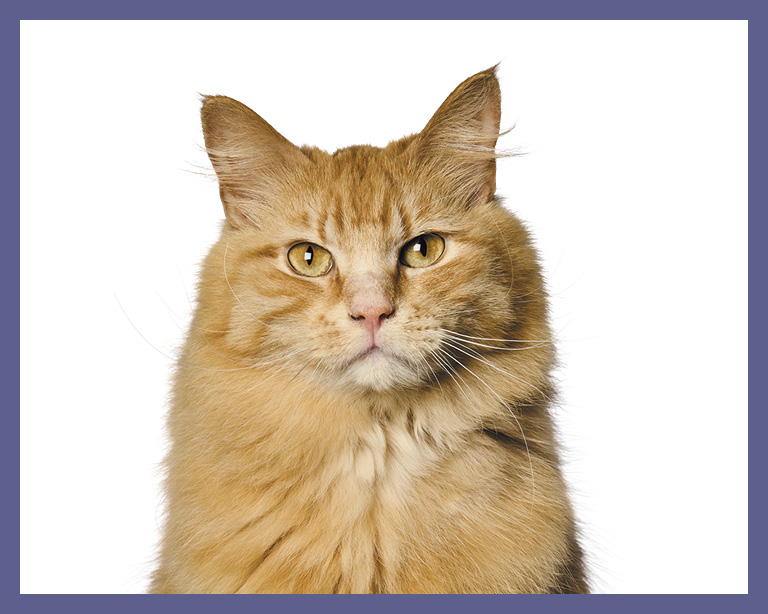 yellow furry cat