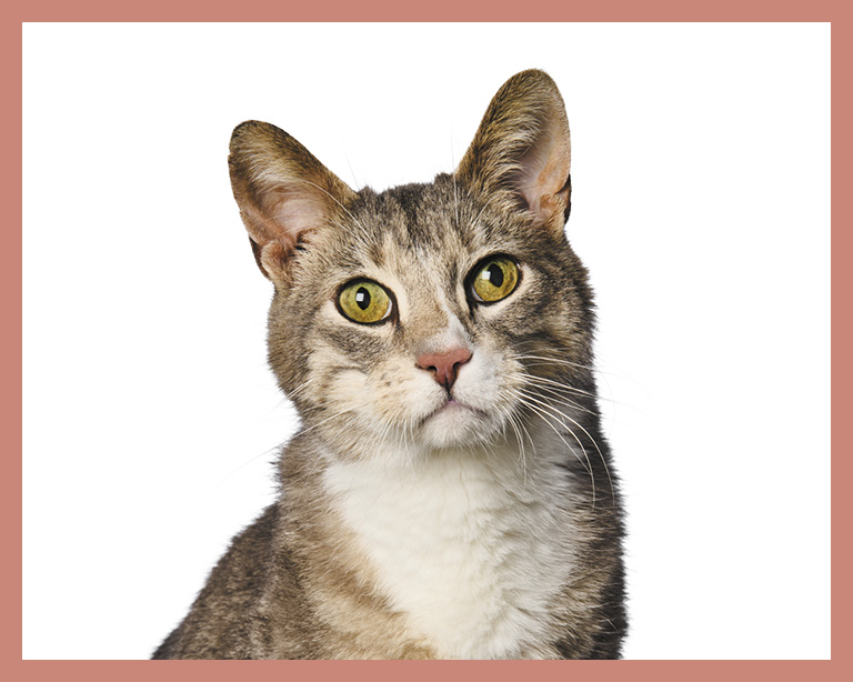 Meet cat