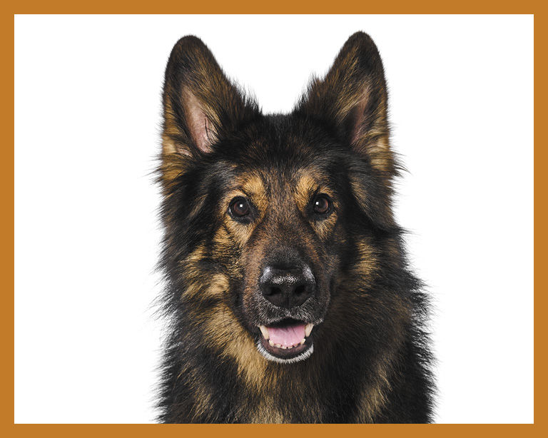 furry German Shepherd dog