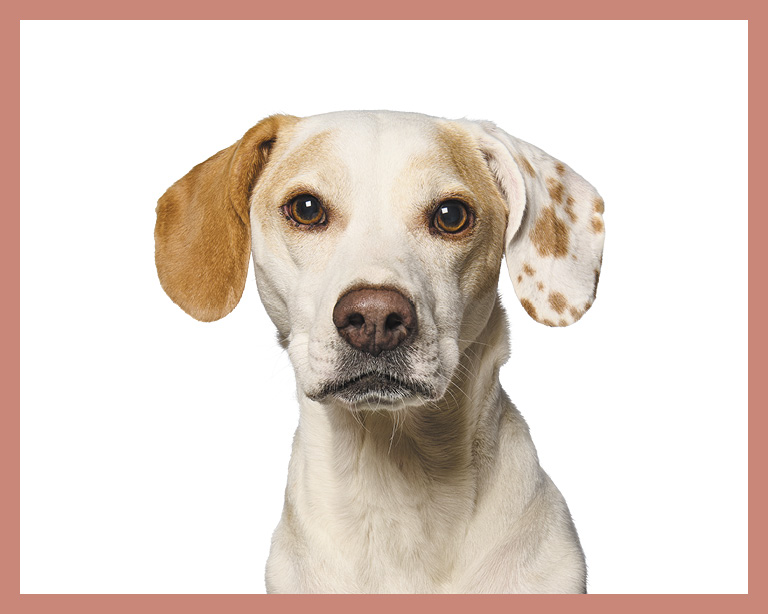 mix breed dog with speckled ear