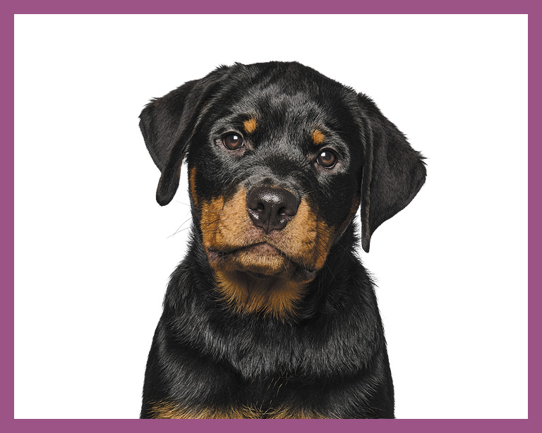 Rottweiler puppy