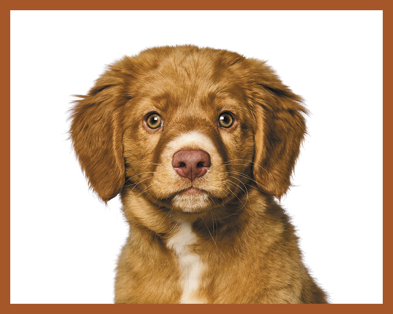 Nova Scotia Duck Tolling Retriever Puppy