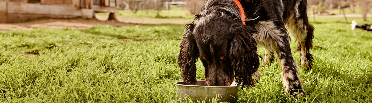 Dog eating from bowl