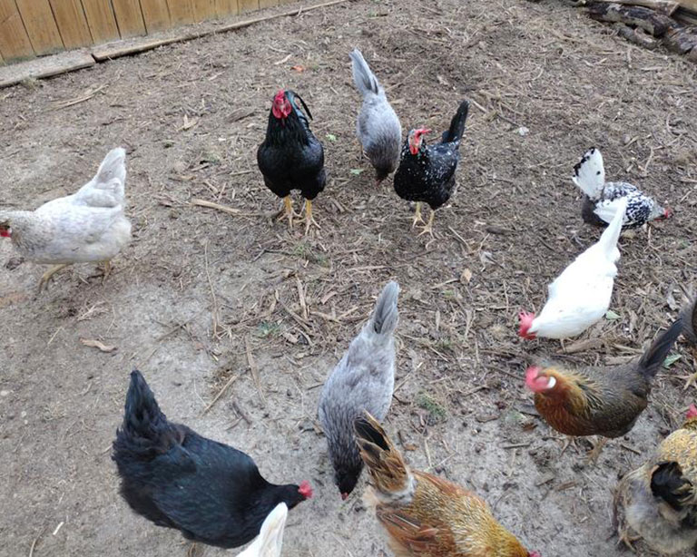 Chickens free ranging in backyard