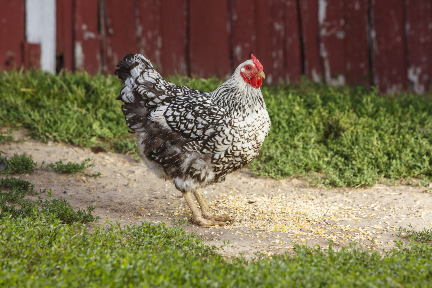 chicken with scratch grains on ground