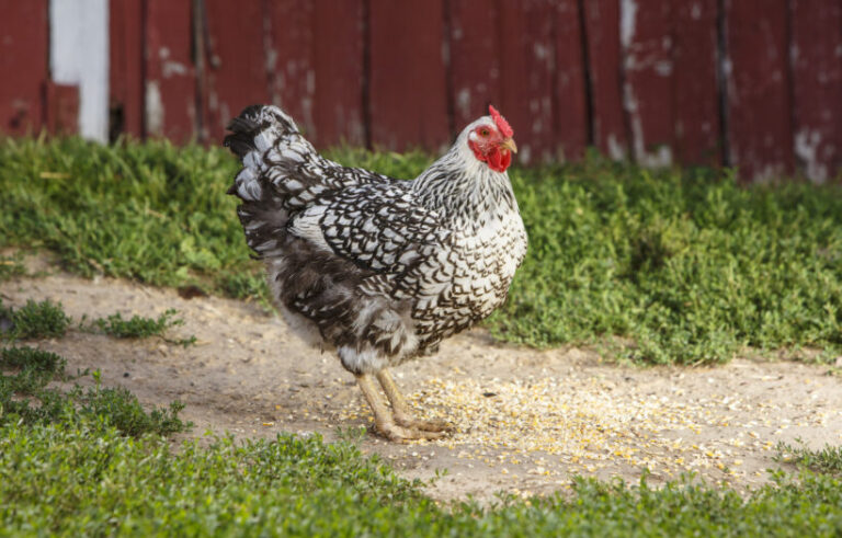 chicken with scratch grains on ground