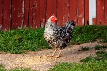 Chicken standing near barn