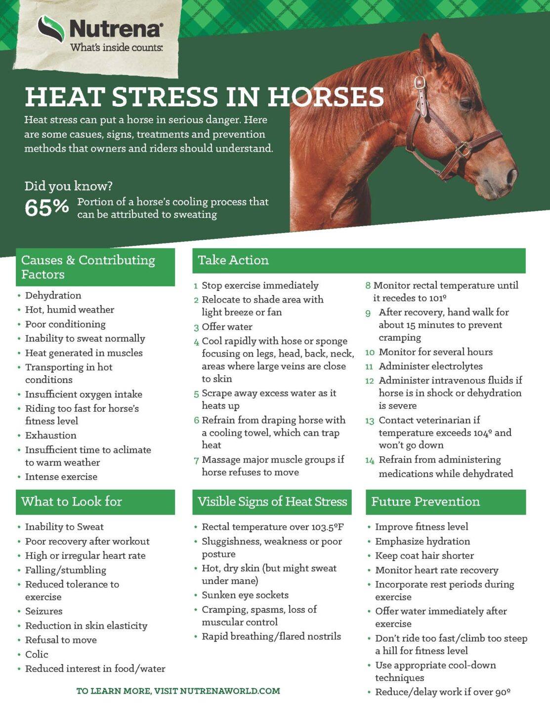 heat stress in horses