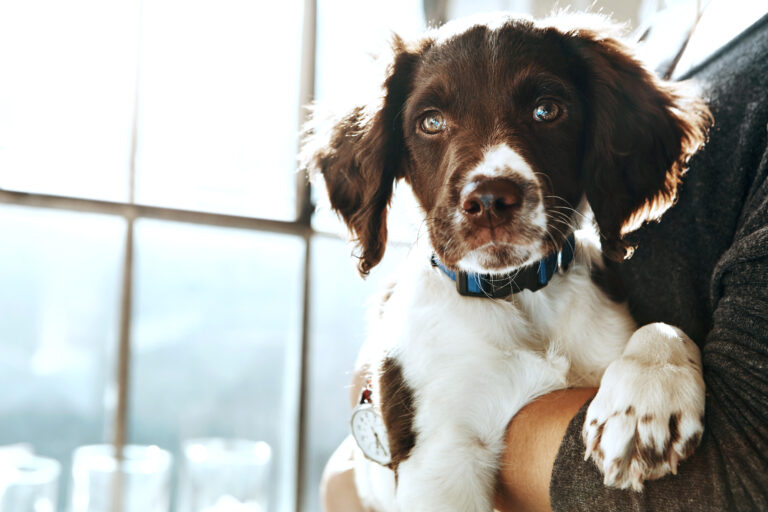 springer spaniel dog