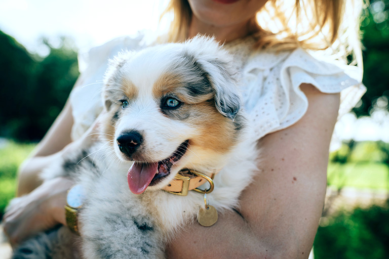 Merle Australian Shepherd Puppy in owner arms