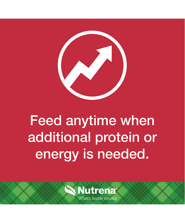 feed anytime when additional protein is needed