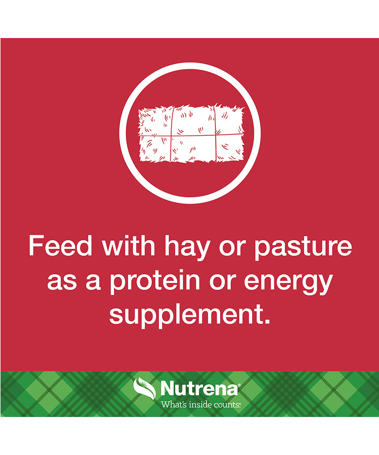 feed with pasture as protein supplement