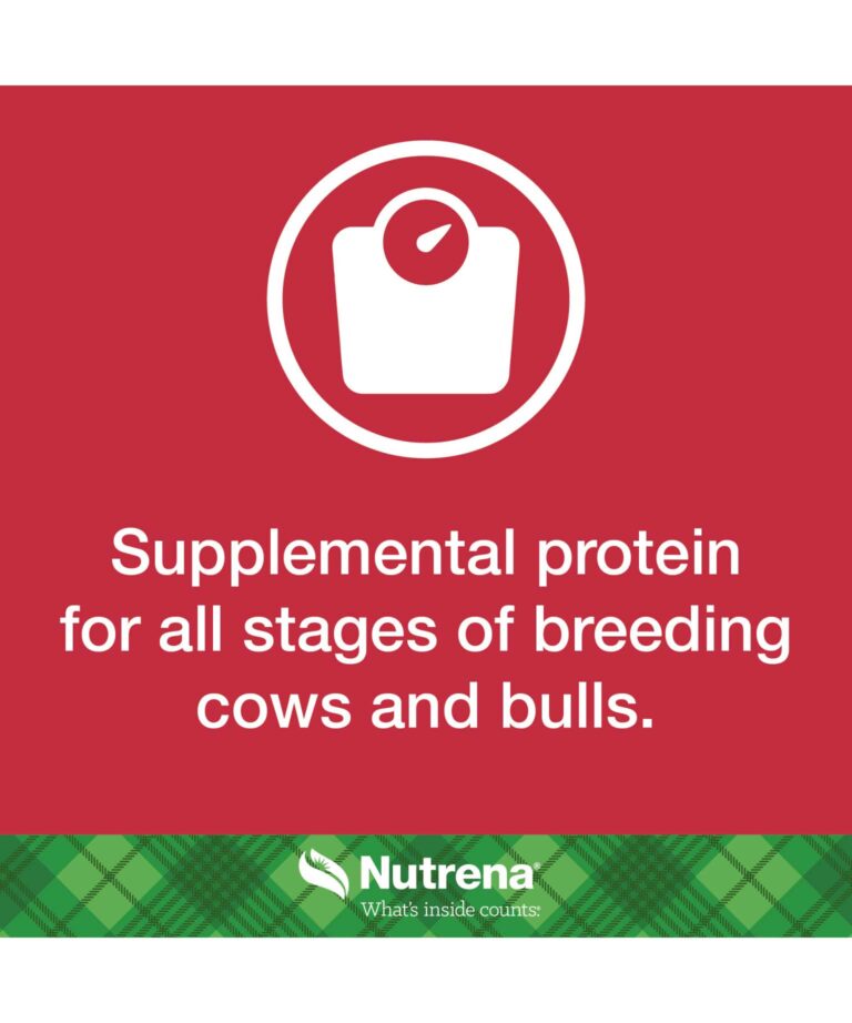 supplemental protein for cows and bulls