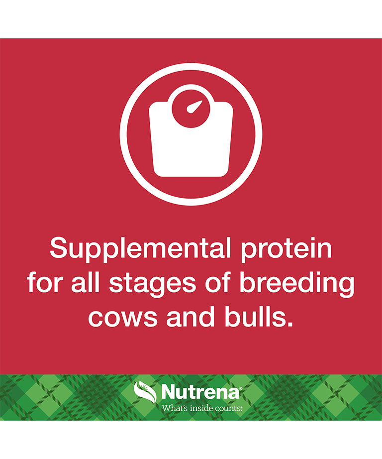 supplemental protein for cows and bulls