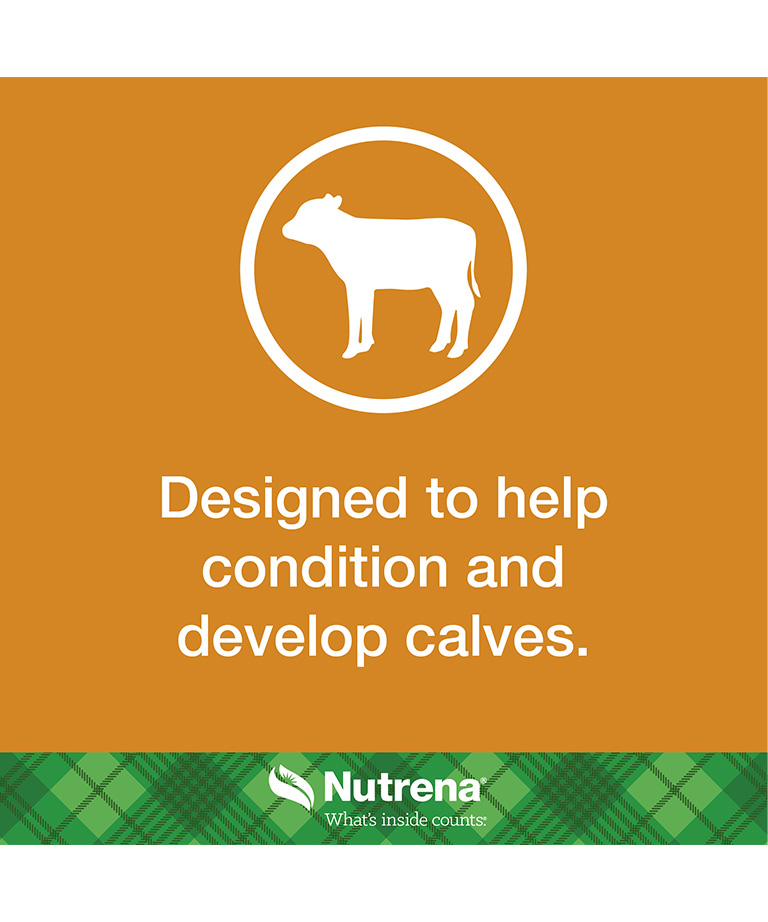 designed to help condition and develop calves