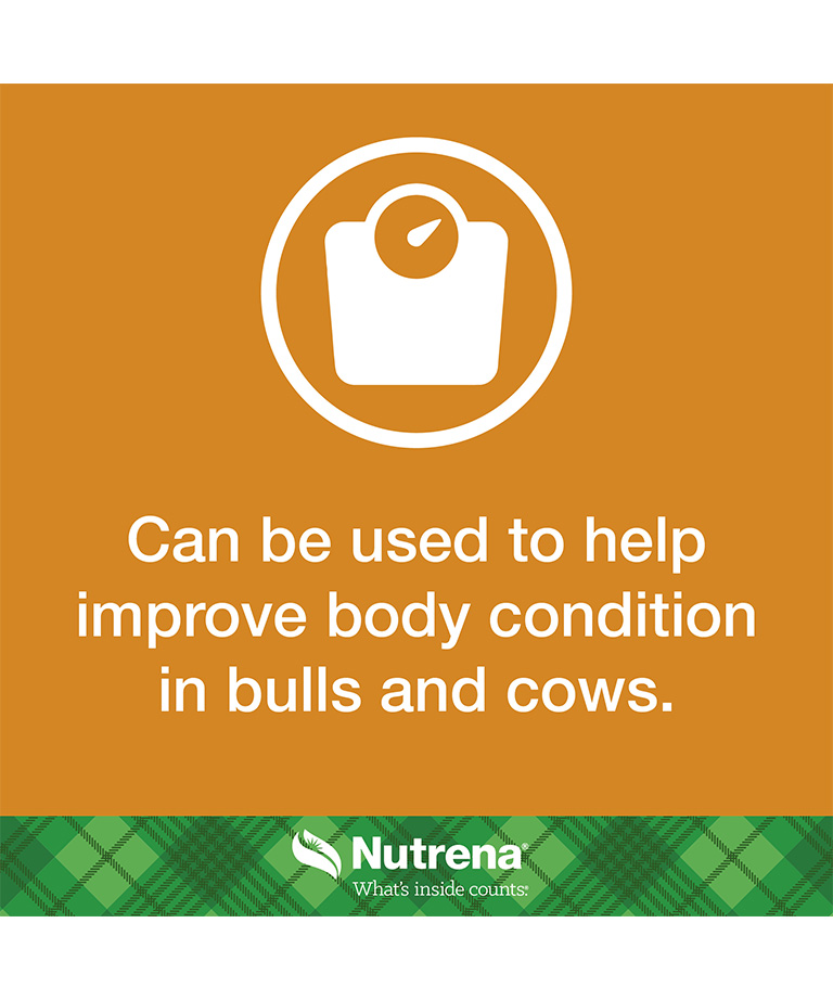 can be used to help improve body condition in bulls and cows