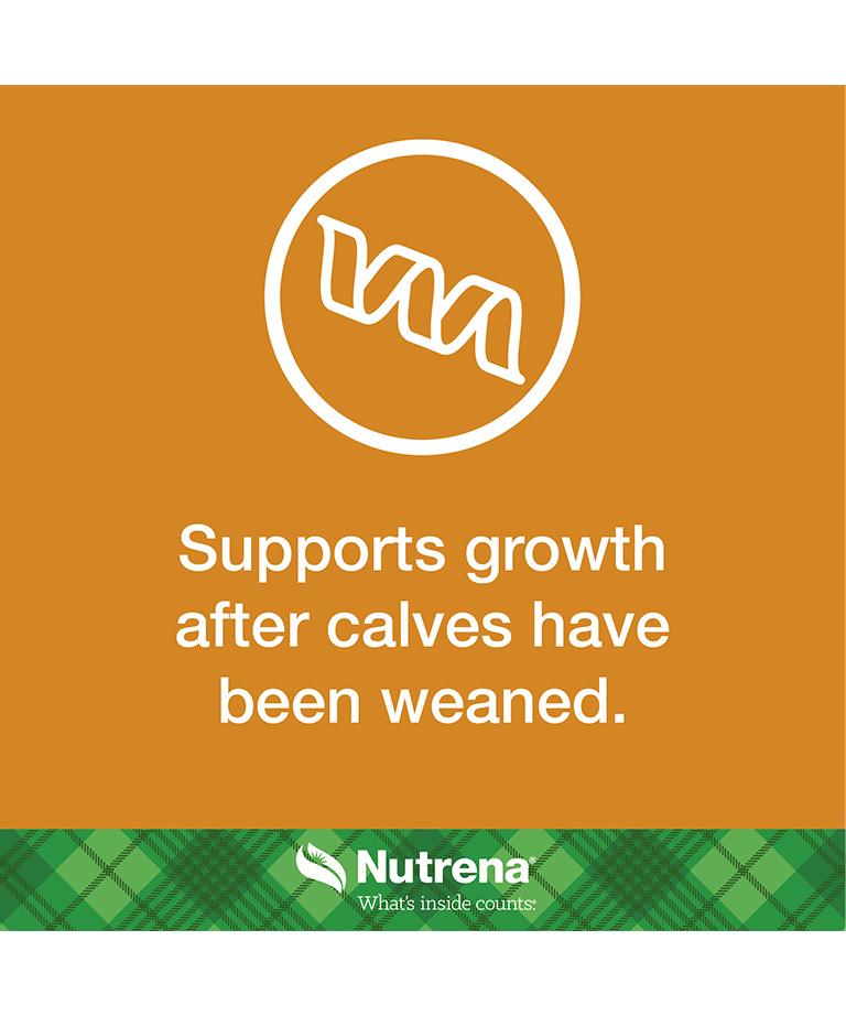 support growth after calves have been weaned