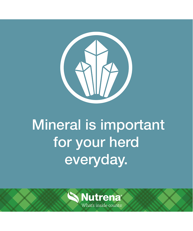 mineral is important for herd