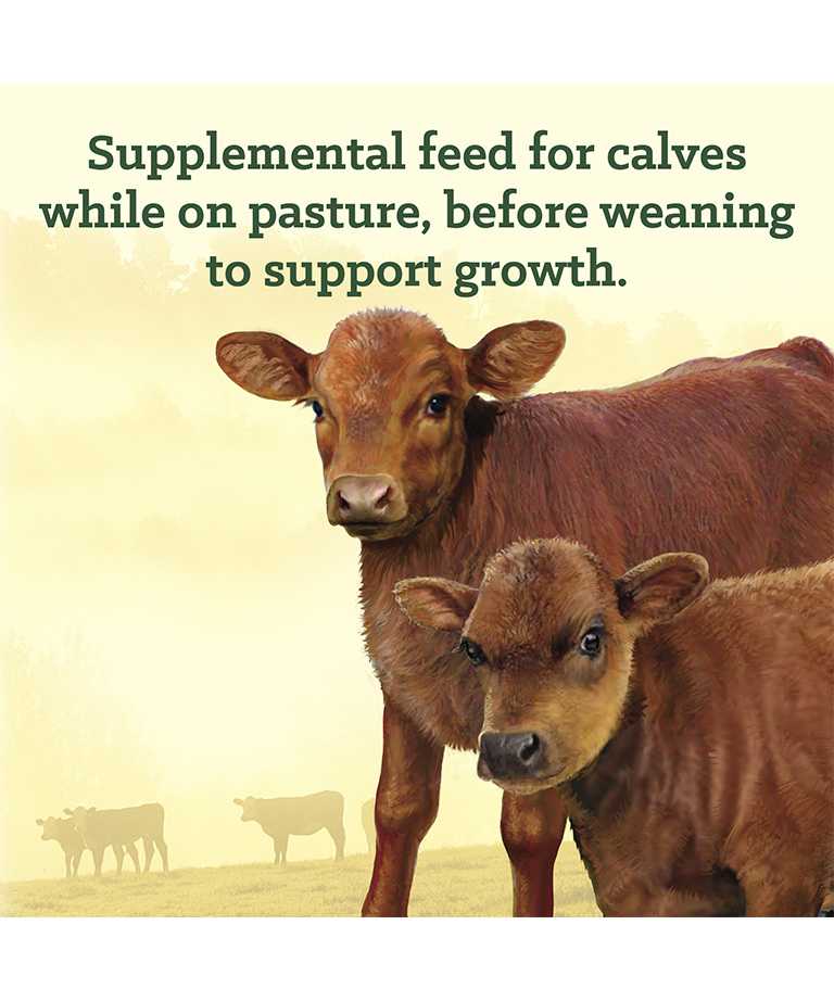 supplemental feed for calves while on pasture