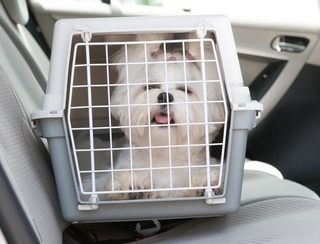 dog-kennel-car