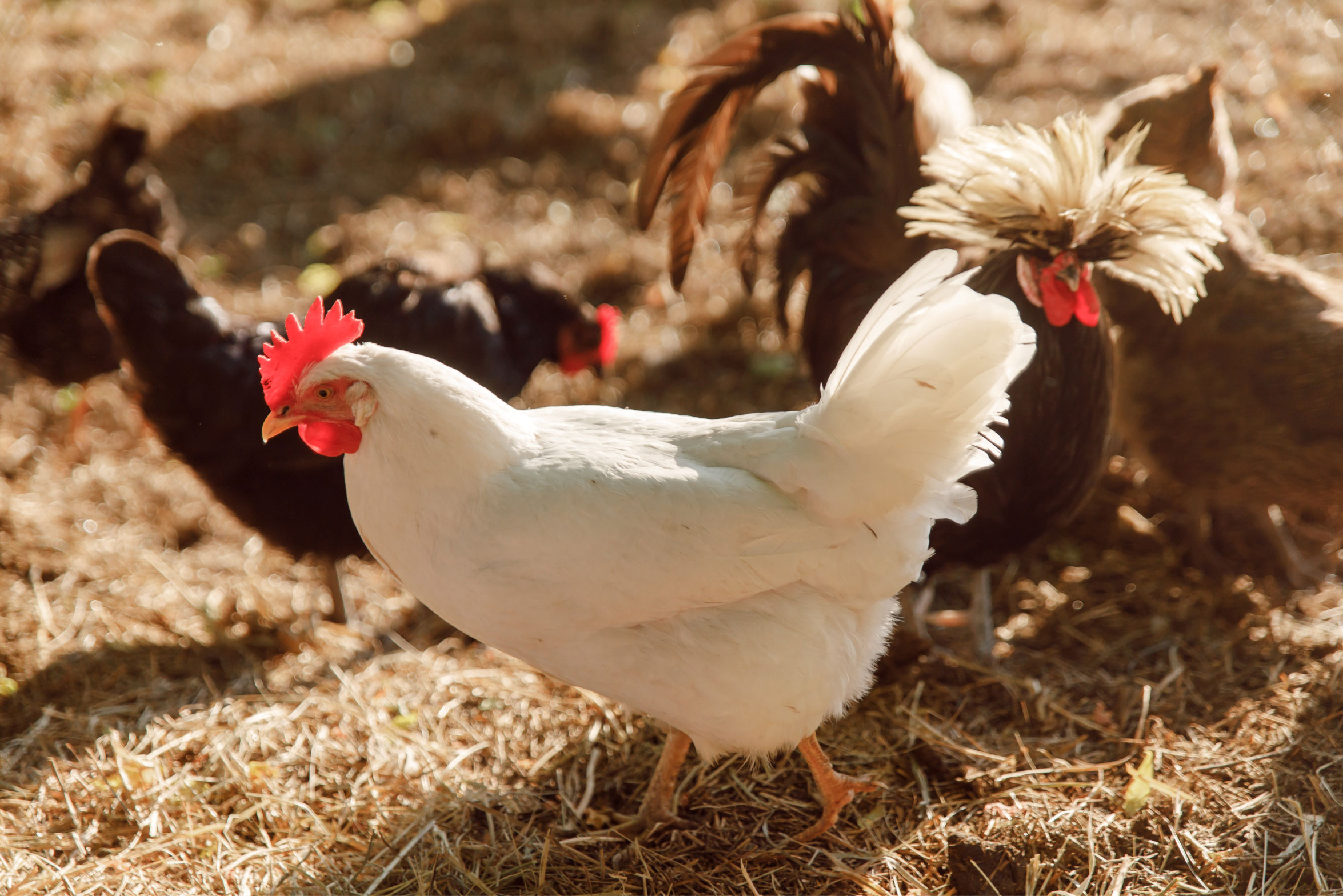 Are You Wondering What Do Roosters Eat? - Backyard Poultry