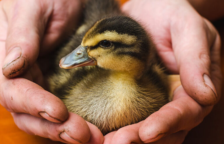 baby duck in man's hands that eats NatureWise Duck Feed